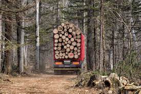 Правительство продлит поддержку лесопромышленных предприятий в 2023 году